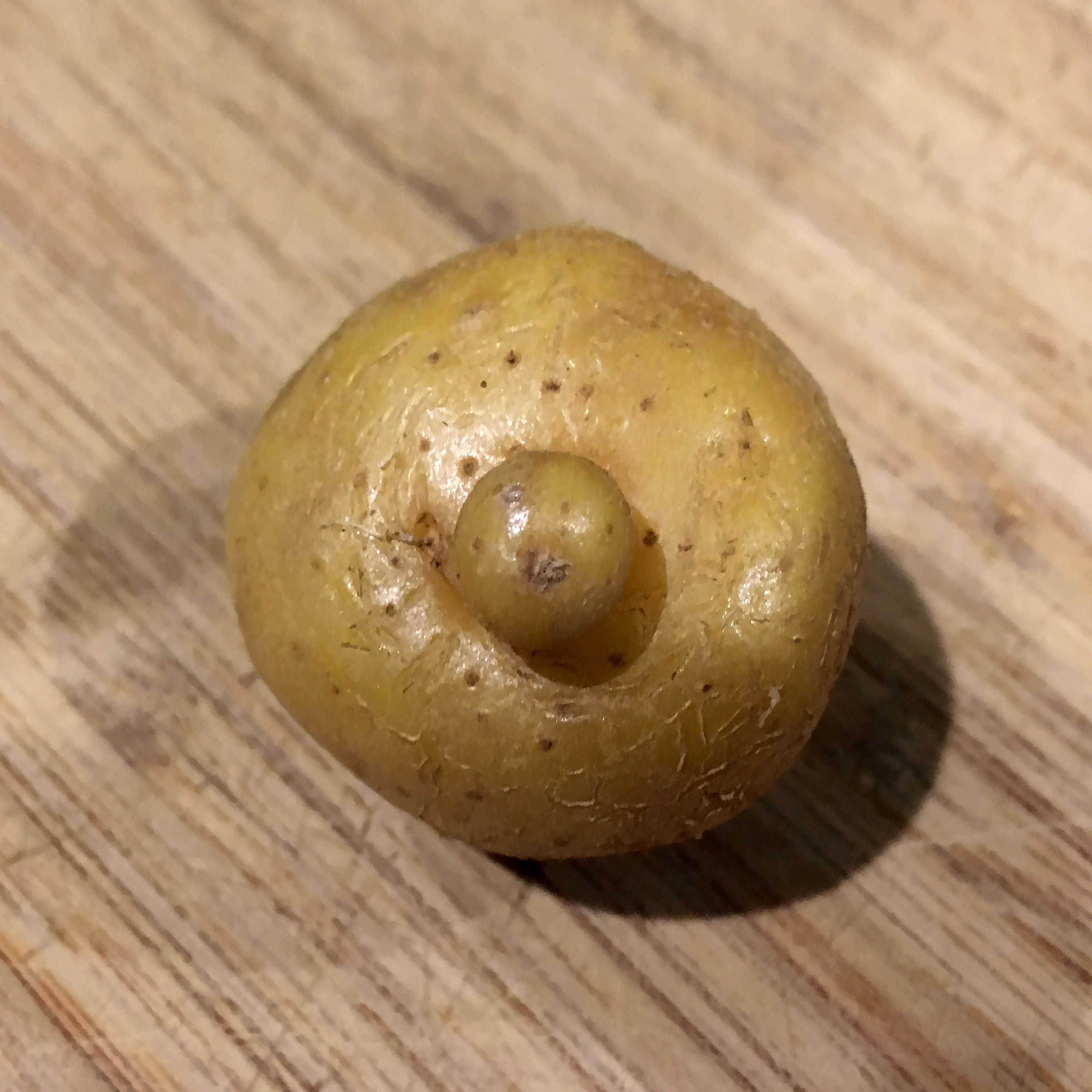 Tuber Protuberance Round | Round Museum